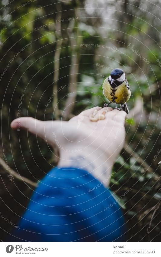 Der Meisenmann harmonisch Zufriedenheit ruhig Freizeit & Hobby Spielen Ausflug Abenteuer Leben Hand Finger Handfläche 1 Mensch Tier Park Wald Wildtier Vogel