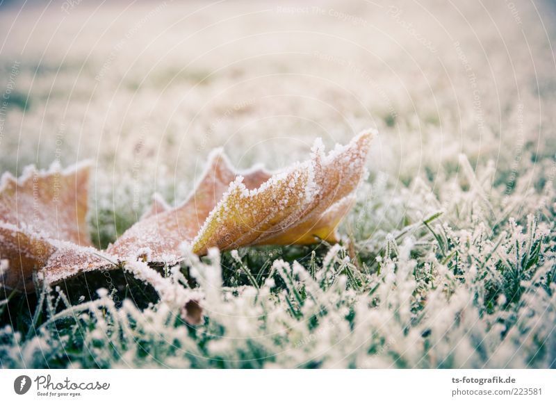 Das letzte Laub Umwelt Natur Pflanze Winter Klima Wetter Eis Frost Gras Efeu Blatt Wiese kalt braun grün weiß Raureif Eiskristall Herbstlaub Vergänglichkeit