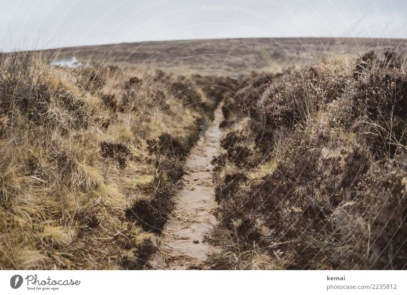 Pfad im Moor Sinnesorgane Erholung ruhig Abenteuer Freiheit Expedition wandern Natur Landschaft Pflanze Himmel Herbst Wetter Gras Sträucher Hügel England