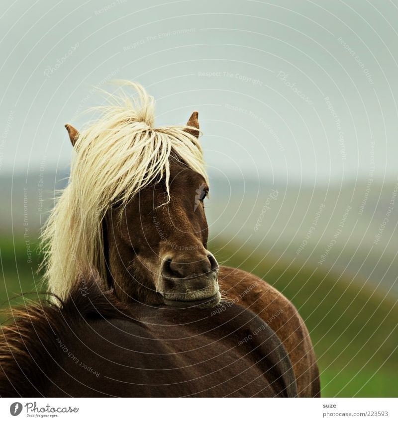 Soll ich? Tier Wind Nutztier Wildtier Pferd Tiergesicht Denken stehen warten ästhetisch natürlich wild Stimmung Langeweile Mähne Island Ponys nachdenklich