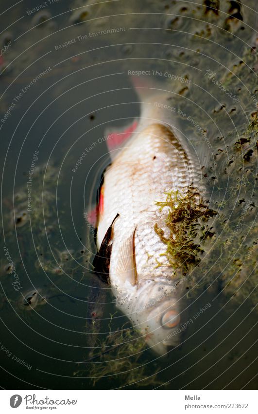Montagmorgen Umwelt Natur Wasser Teich See Tier Fisch 1 liegen dunkel natürlich trist Tod Ende Endzeitstimmung Umweltverschmutzung Verfall Vergänglichkeit Zeit