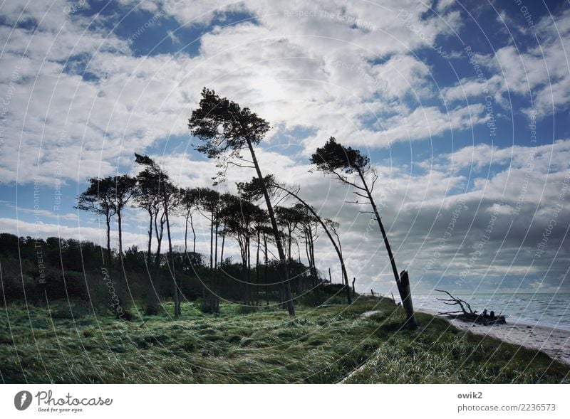 Testreihe Umwelt Natur Landschaft Luft Wasser Himmel Wolken Horizont Schönes Wetter Wind Sturm Baum Gras Sträucher Windflüchter Ostsee Weststrand Bewegung