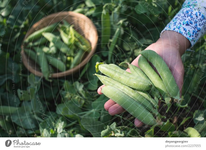 Erbsenpflanzen ernten Gemüse Vegetarische Ernährung Sommer Sonne Garten Gartenarbeit Frau Erwachsene Hand Natur Pflanze Blatt Wachstum frisch grün Lebensmittel
