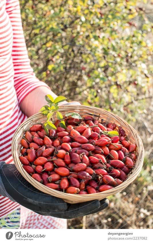 Hagebutte pflücken Frucht Kräuter & Gewürze Medikament Frau Erwachsene Hand Natur Pflanze Herbst Sträucher Blatt Hund natürlich wild rot Roséwein