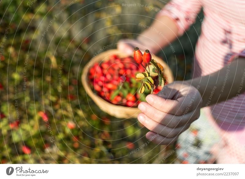 Hagebutte pflücken Frucht Kräuter & Gewürze Medikament Frau Erwachsene Hand Natur Pflanze Herbst Sträucher Blatt Hund natürlich wild rot Roséwein