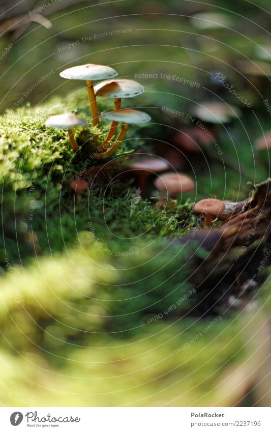 #AS# ohne Moos.. Kunst Kunstwerk ästhetisch Pilz Waldboden Außenaufnahme Makroaufnahme Herbst Waldlichtung Waldrand Waldwiese Farbfoto Gedeckte Farben