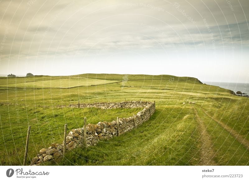 ab ins Grüne Landschaft Gras Wiese Feld Hügel Küste Mauer Wand Schaf 3 Tier Einsamkeit Ferien & Urlaub & Reisen Ferne Schottland Weide Weidezaun Fußweg grün