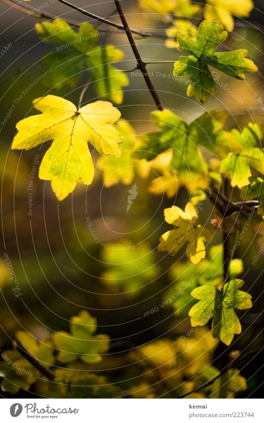 Blattgold Umwelt Natur Pflanze Herbst Schönes Wetter Grünpflanze Wildpflanze leuchten Wachstum hell schön gelb grün herbstlich Farbfoto mehrfarbig Außenaufnahme
