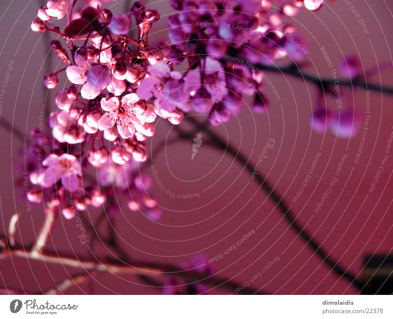 japanischer frühling erwacht Kirschblüten rosa Baum Kirsche Blatt Frühling Ast Zweig Blühend