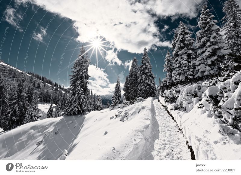 Panoramaweg Natur Landschaft Himmel Wolken Sonne Winter Schönes Wetter Schnee Baum Wald Alpen Berge u. Gebirge Wege & Pfade blau schwarz weiß Predigtstuhl