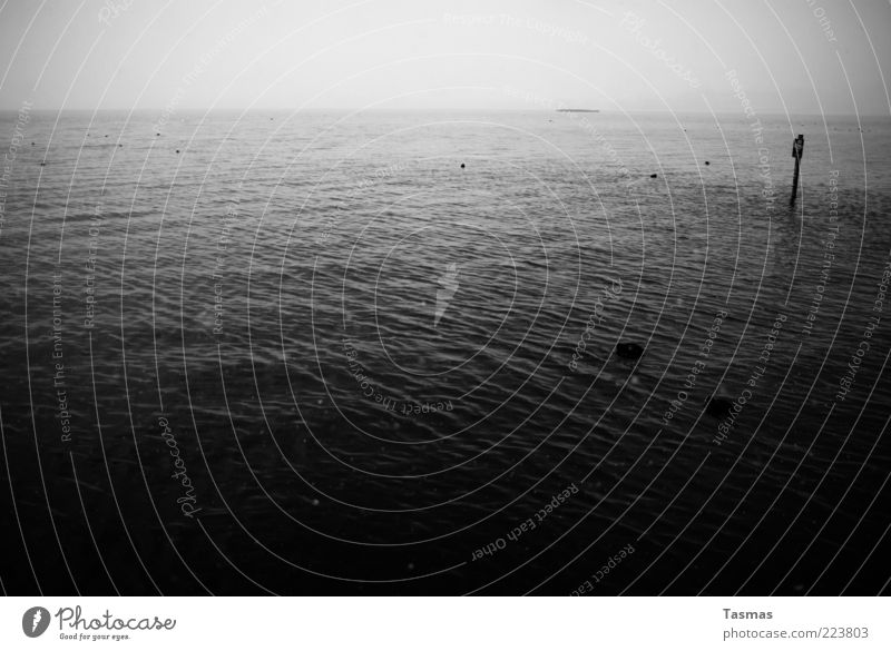 Was bleibt Wasser Winter See Zürich See Sehnsucht Fernweh Ente Schneeflocke Schwarzweißfoto Menschenleer Licht Schatten Kontrast