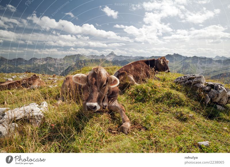 Kühe, die auf Alpenwiese während des sonnigen Tages sich entspannen Erholung Sommer Berge u. Gebirge Natur Landschaft Tier Himmel Wolken Schönes Wetter Gras