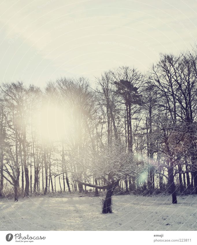 Serotonin Umwelt Natur Himmel Winter Wetter Schönes Wetter Schnee Baum Feld Wald kalt blau Blendenfleck Farbfoto Außenaufnahme Textfreiraum oben Morgen Licht