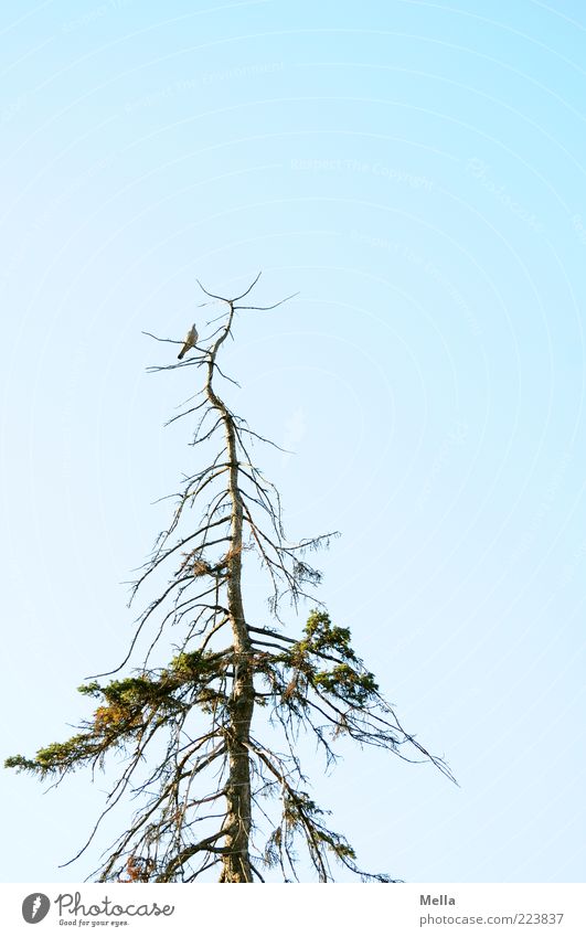 Hoffnungsträger Umwelt Natur Baum Nadelbaum Lärche Baumkrone Ast Tier Vogel Taube 1 sitzen kaputt trist blau Ende Endzeitstimmung Tod Umweltverschmutzung