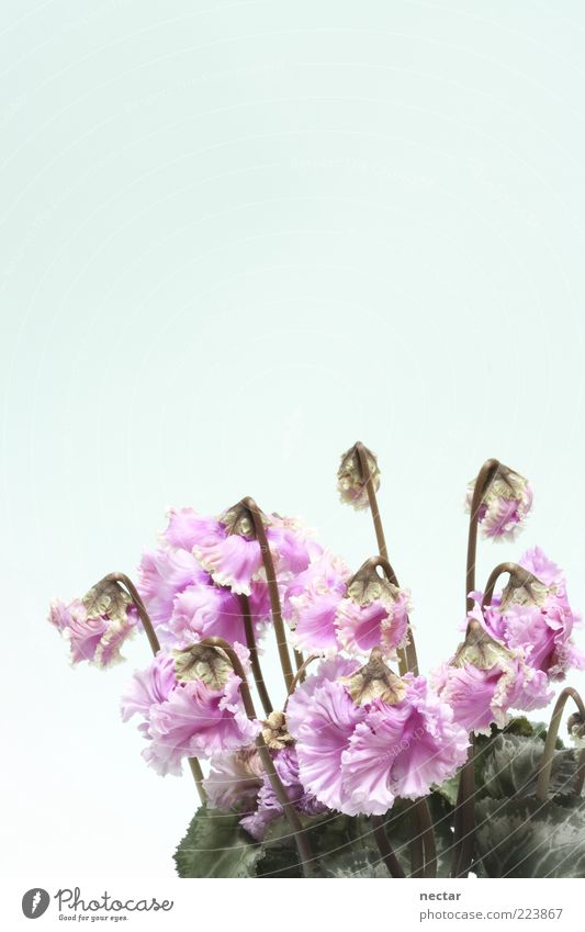cyclamen – das Alpenveilchen Pflanze Blume Blatt Blüte Topfpflanze elegant Freundlichkeit Fröhlichkeit frisch Glück hell schön Kitsch niedlich positiv