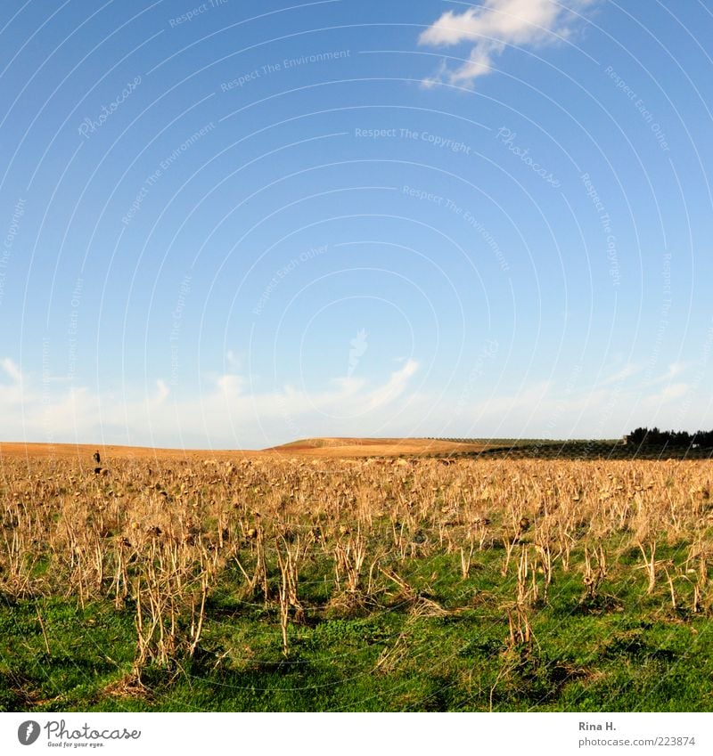 Schäfer im Artischockenfeld Landschaft Himmel Horizont Sonnenlicht Herbst Feld authentisch blau gelb grün Gefühle ruhig trocken Dürre Farbfoto Außenaufnahme
