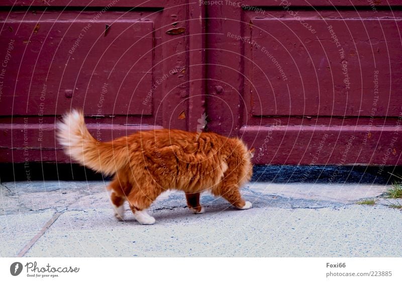 Gibt´s hier Lasagne? Tor Haustier Katze 1 Tier Beton Holz beobachten Bewegung listig Neugier grau rot einzigartig Leben Farbfoto Außenaufnahme Menschenleer