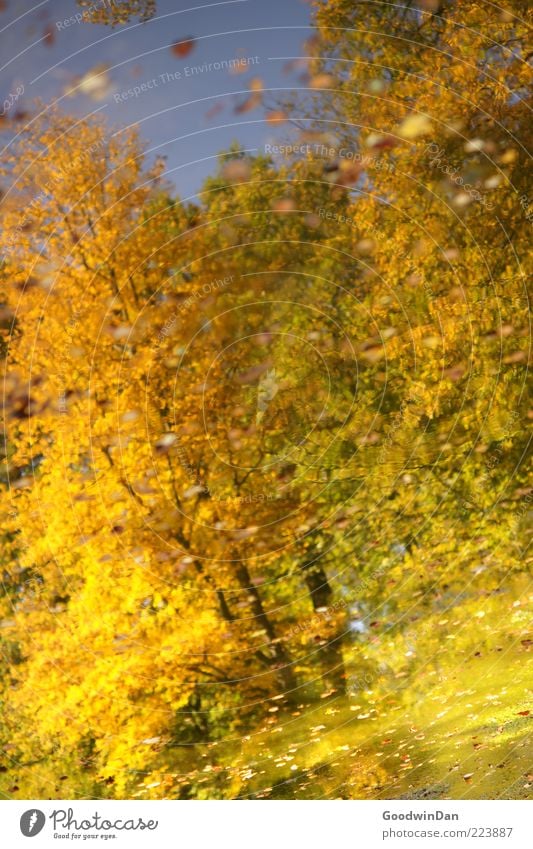 Herbstspiegel Umwelt Natur Wetter Pflanze Baum Blatt Park Teich schön viele Gefühle Stimmung Farbfoto Außenaufnahme Menschenleer Tag Reflexion & Spiegelung