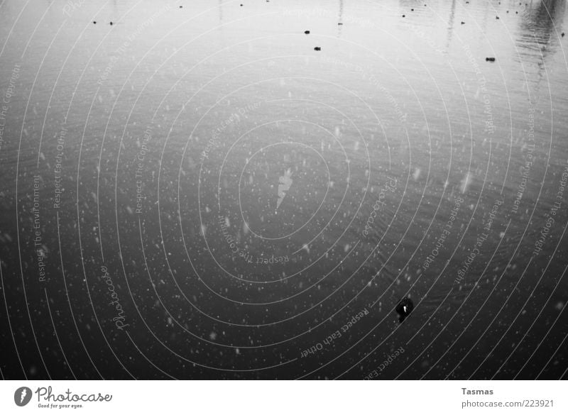 Viele Punkte Wasser See Zürich See Haubentaucher Schwarm trist ruhig Schneefall Winter Schwarzweißfoto Außenaufnahme Menschenleer Tag Licht Schatten Kontrast