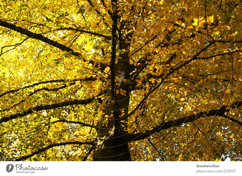 Herbst, wir missen dich! III Umwelt Natur Pflanze Baum natürlich schön Farbfoto Außenaufnahme Menschenleer Tag Sonnenlicht Starke Tiefenschärfe Ast Geäst