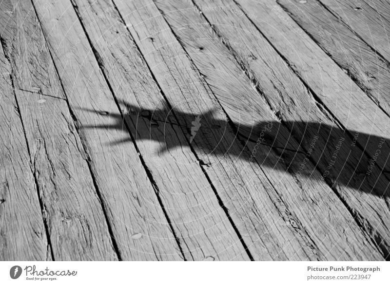 Statue of Liberty New York City USA Amerika Menschenleer Bauwerk Architektur Freiheitsstatue Silhouette Umrisslinie Schatten Sehenswürdigkeit Wahrzeichen