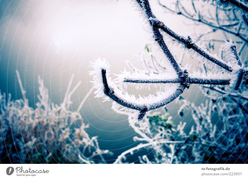 Frozen Landscape III Umwelt Natur Pflanze Urelemente Winter Eis Frost Schnee Sträucher kalt blau Raureif gefroren Ast gekrümmt erstarrt Farbfoto Außenaufnahme
