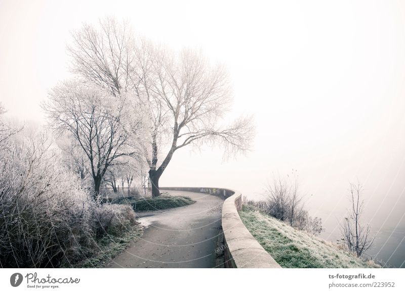 Frozen landscape IV Umwelt Natur Landschaft Pflanze Urelemente Luft Winter Nebel Schnee Baum Seeufer Flussufer kalt grün weiß Raureif Deich Damm Wege & Pfade