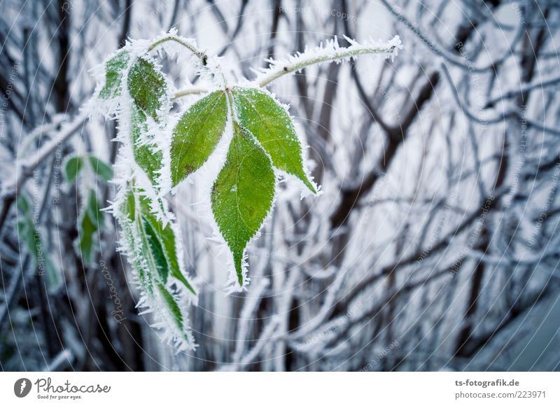 Nachzügler Umwelt Natur Pflanze Urelemente Winter Klima Wetter Eis Frost Schnee Sträucher Blatt kalt grün schwarz weiß Raureif Zweig Eiskristall Farbfoto