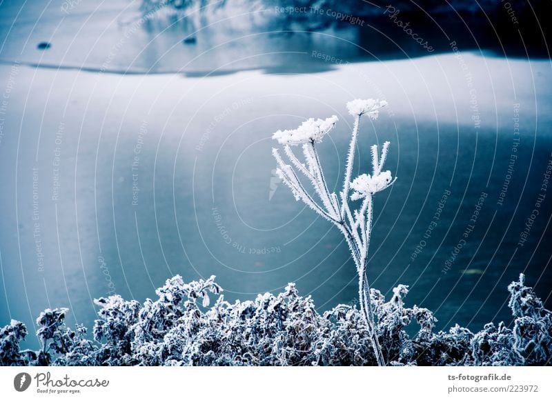Eisblumenstrauß Umwelt Natur Landschaft Pflanze Urelemente Wasser Winter Klima Frost Schnee Sträucher Blatt Blüte Seeufer Flussufer Teich kalt stachelig Raureif