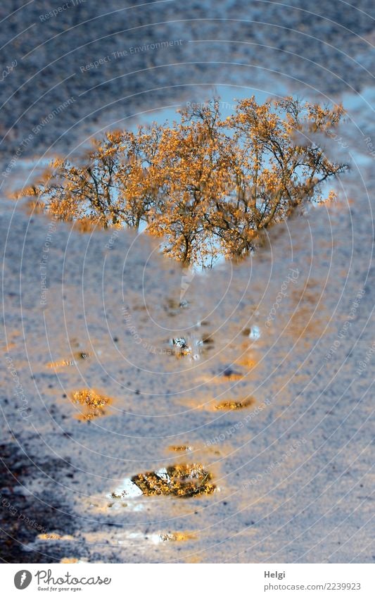 versunkener Herbst Umwelt Natur Pflanze Wasser Schönes Wetter Baum Blatt Ast Straße Pfütze Asphalt authentisch einzigartig nass natürlich blau braun gelb grau