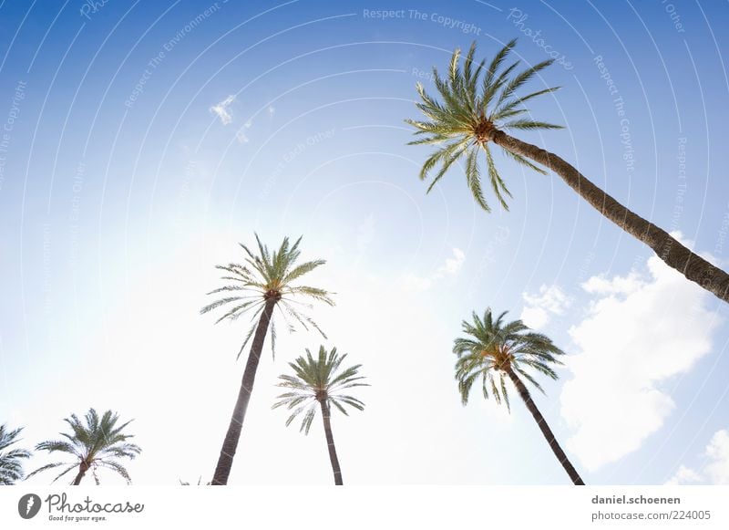 nein, ist nicht am Schauinsland !! Ferien & Urlaub & Reisen Sommer Himmel Klima Schönes Wetter Baum hell Palme Licht Sonnenlicht Sonnenstrahlen Gegenlicht