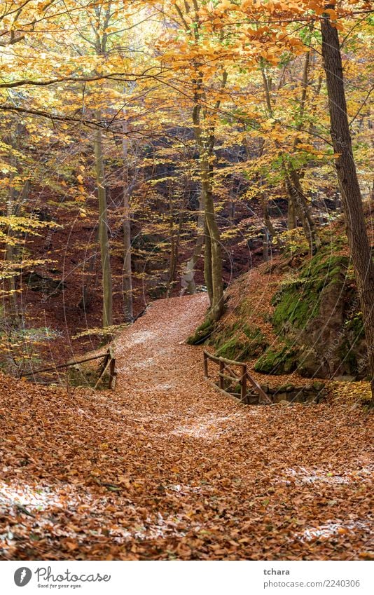 Herbst Park schön Umwelt Natur Landschaft Pflanze Baum Blatt Wald Brücke Straße Wege & Pfade hell natürlich neu gelb gold grün rot Farbe fallen Hintergrund