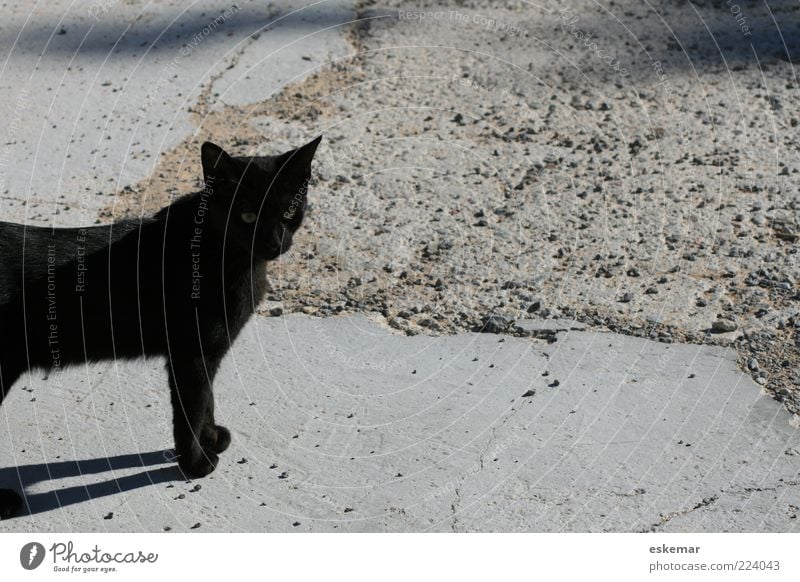Einmal Schwarzer Kater Tier Haustier Katze 1 beobachten Blick stehen warten authentisch schwarz Hauskatze Außenaufnahme Menschenleer Textfreiraum rechts
