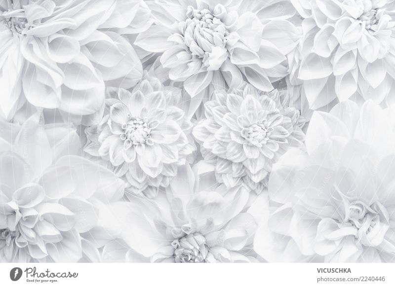 Weiße Blumen Hintergrund Stil Design Feste & Feiern Valentinstag Muttertag Hochzeit Geburtstag Natur Pflanze Dekoration & Verzierung Blumenstrauß Ornament weiß