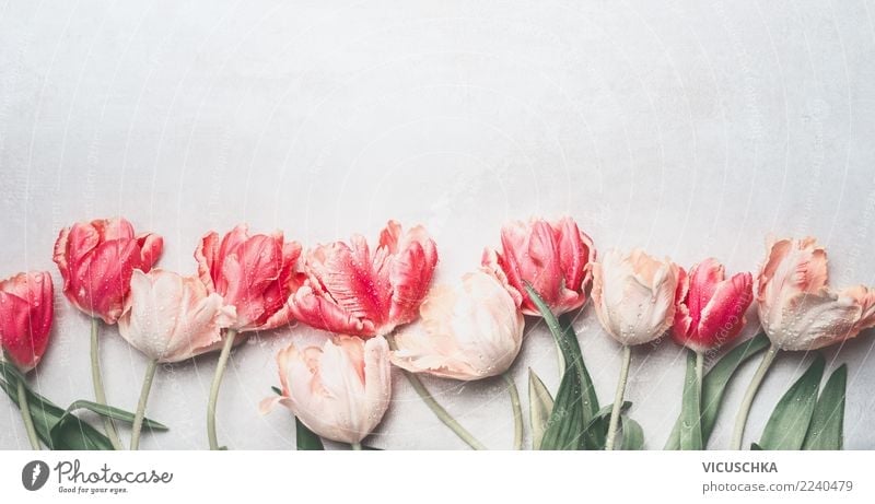 Tulpen Blumen mit Wassertropfen Stil Design Feste & Feiern Valentinstag Muttertag Hochzeit Geburtstag Pflanze Frühling Dekoration & Verzierung Blumenstrauß