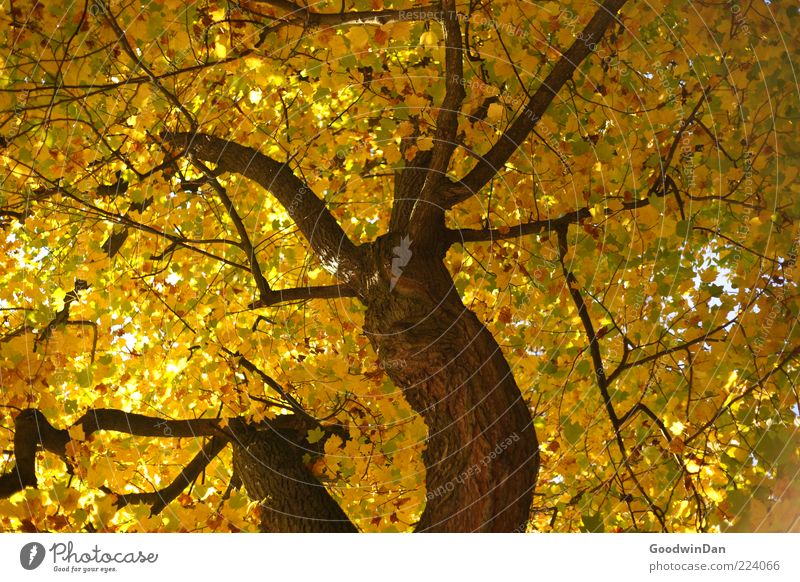 Herbst, wir missen dich! IV Umwelt Natur Sonnenlicht Schönes Wetter Baum alt authentisch einfach groß hoch natürlich schön viele Gefühle Stimmung Farbfoto