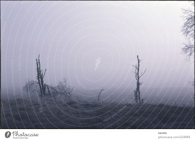 Baumgrenze Umwelt Natur Landschaft Herbst schlechtes Wetter Nebel Moor Sumpf außergewöhnlich bedrohlich gruselig bizarr Hochmoor Hohes Venn kalt kahl Ast ruhig