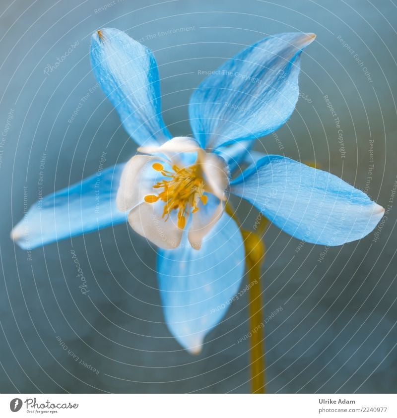 Akelei elegant harmonisch Wohlgefühl Zufriedenheit Erholung ruhig Meditation Dekoration & Verzierung Tapete Natur Pflanze Frühling Sommer Blume Blüte