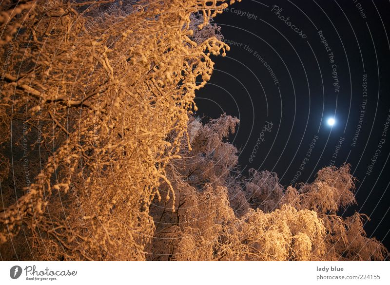 Eiszeit ruhig Winter Schnee Umwelt Natur Himmel Nachthimmel Mond Vollmond Frost Baum Wald Menschenleer gold schwarz kalt Perspektive Farbfoto Außenaufnahme