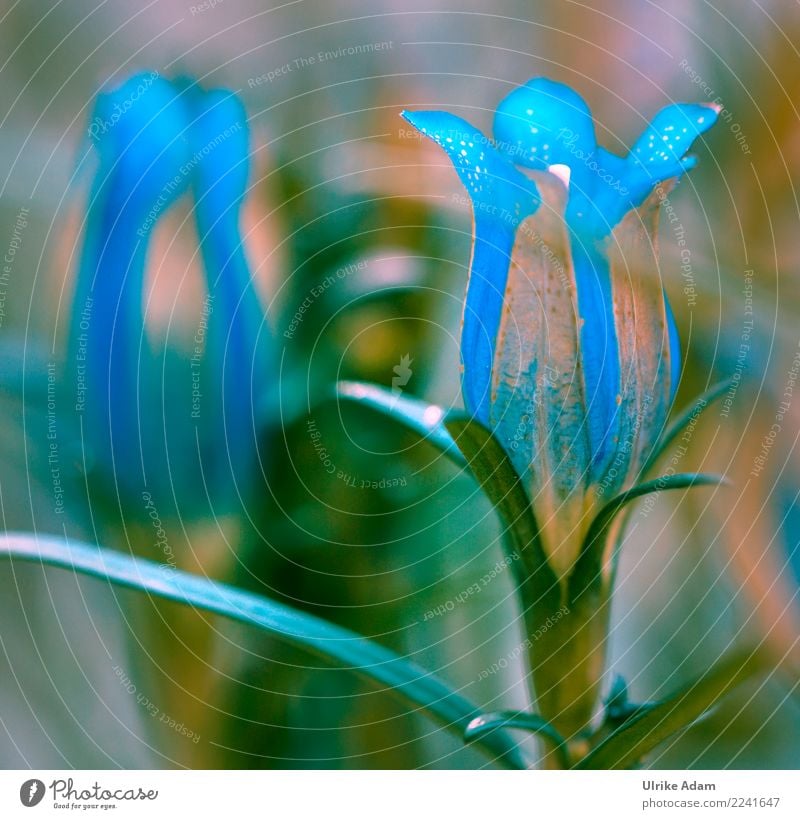 Schwalbenwurz - Enzian (Gentiana asclepiadea) Natur Pflanze Sommer Herbst Blume Blüte Topfpflanze Enziangewächse Blütenkelch Garten Park Blühend außergewöhnlich