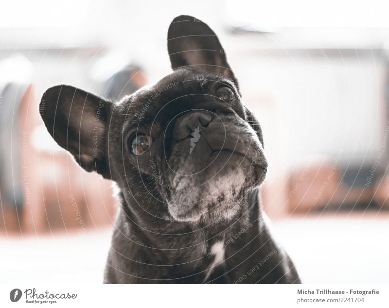 Erwartungsvoll Tier Haustier Hund Tiergesicht Fell Französische Bulldogge Auge Ohr Nase Maul 1 beobachten glänzend hören leuchten Blick Spielen Freundlichkeit
