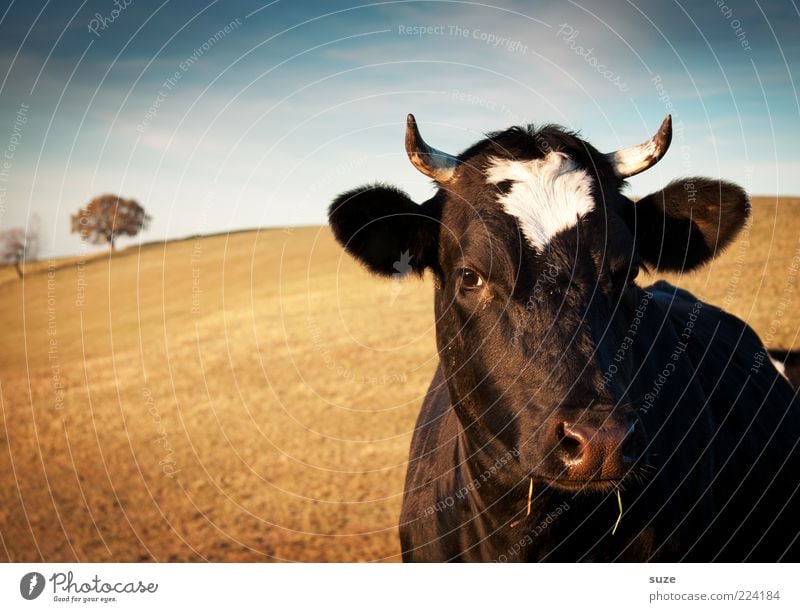 Kuh Bioprodukte Natur Tier Nutztier Tiergesicht natürlich Tierliebe Landleben Biologische Landwirtschaft biologisch Milchwirtschaft Milchkuh Tierzucht Viehzucht