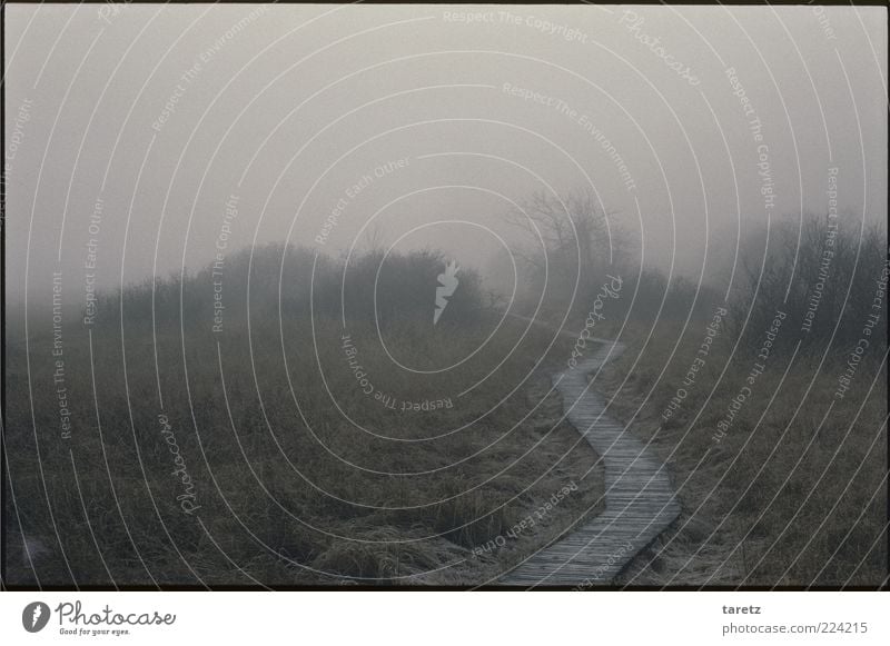 Holzweg Umwelt Natur schlechtes Wetter Nebel Sträucher dunkel Hochmoor Hohes Venn spukhaft mystisch beängstigend ungewiss Naturschutzgebiet Herbst grau