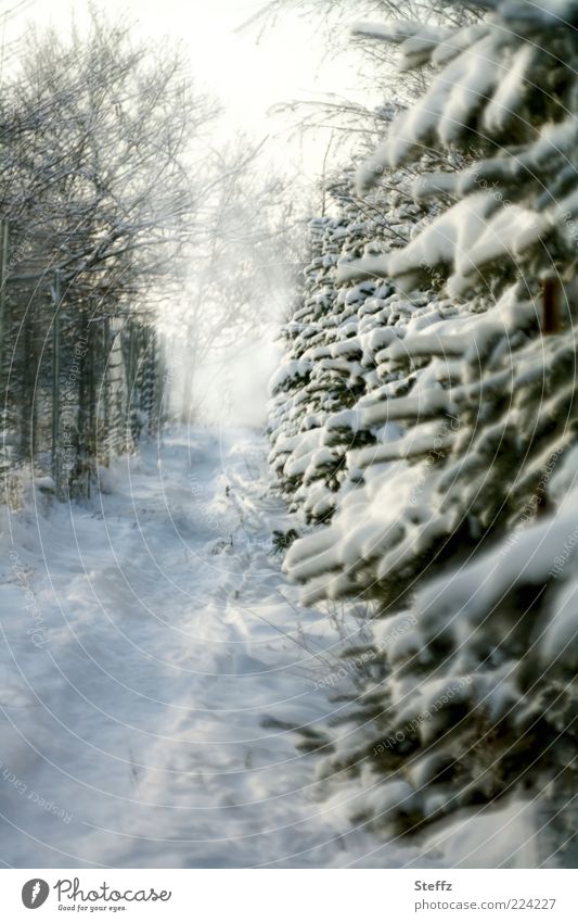 Winternebel auf dem Spazierweg Winterstille nordisch heimisch Wintereinbruch nordische Kälte Kälteeinbruch Winterkälte Nebel Kältegefühl Nebelschleier