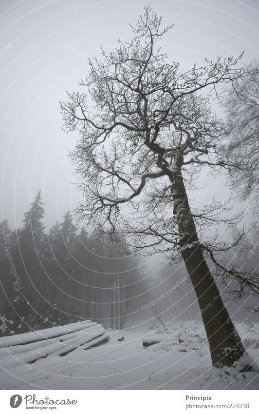 Stille im winterlichen Wald ruhig Winter Schnee Landwirtschaft Forstwirtschaft Umwelt Landschaft Nebel Baum Wege & Pfade kalt natürlich Natur Stimmung