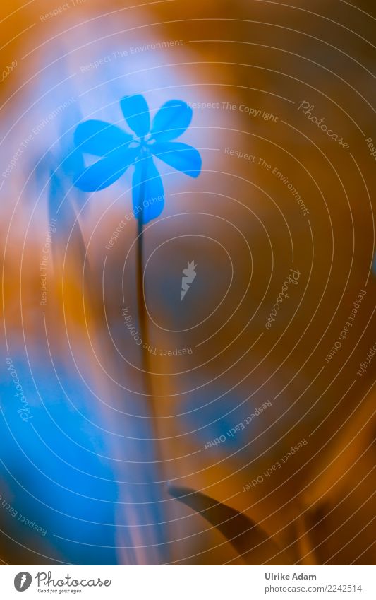 Ein Hauch von Blausternchen (Scilla) elegant Design Wellness Leben harmonisch Wohlgefühl Zufriedenheit Sinnesorgane Erholung ruhig Meditation