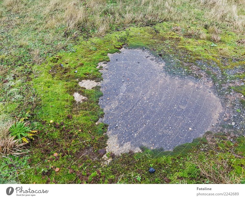 Für euch von Herzen Umwelt Natur Pflanze Erde Winter Gras Moos fest nass natürlich grau grün Stein herzlich herzförmig Farbfoto Gedeckte Farben mehrfarbig