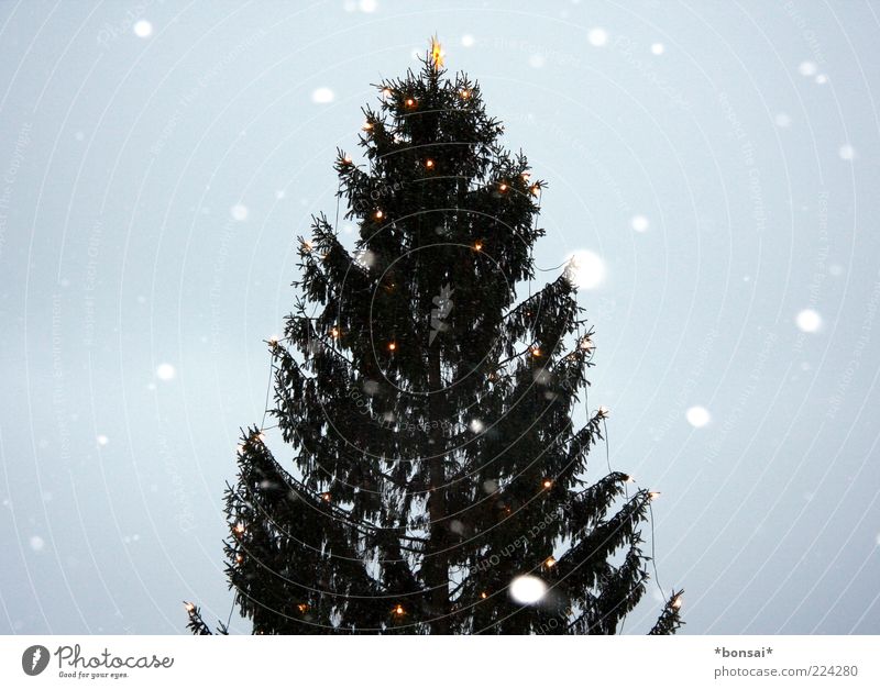 frohes fest euch allen! Himmel Winter Wetter schlechtes Wetter Schnee Schneefall Baum Tanne Weihnachtsbaum fallen frieren glänzend leuchten groß hoch kalt