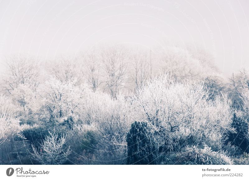 Puderwäldchen Umwelt Natur Landschaft Pflanze Urelemente Winter Eis Frost Schnee Baum Sträucher Wald kalt natürlich grau weiß Raureif Schneelandschaft