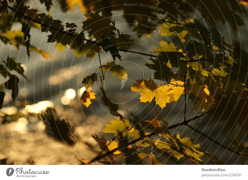 Blattrausch Umwelt Natur Pflanze Wasser Sonnenlicht Herbst Baum schön Gefühle Stimmung Farbfoto Außenaufnahme Menschenleer Tag Schwache Tiefenschärfe Herbstlaub